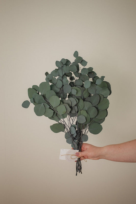 Italian Silver Dollar Eucalyptus