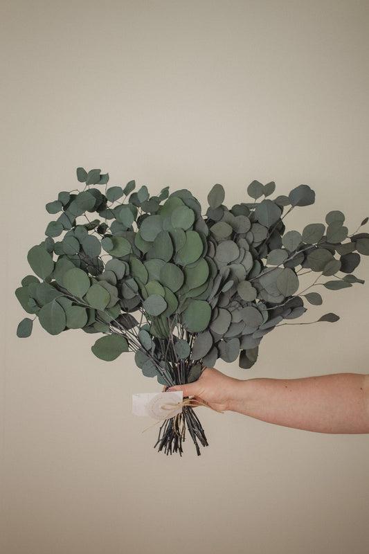 Italian Silver Dollar Eucalyptus