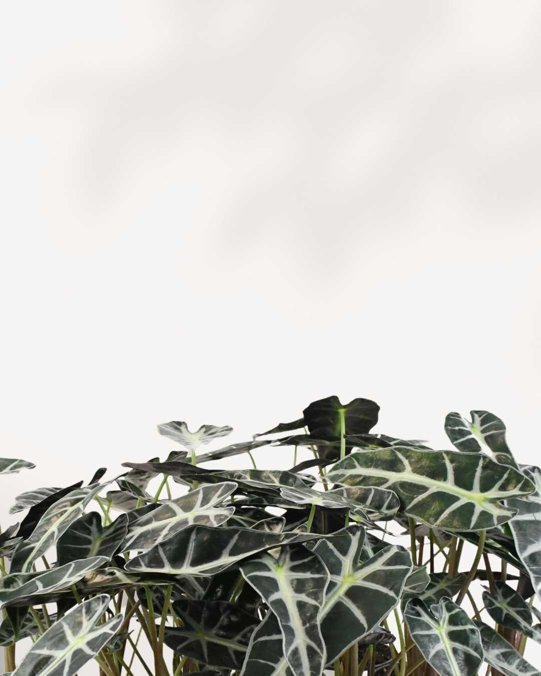 Alocasia Bambino – A Compact Beauty with Bold Leaves