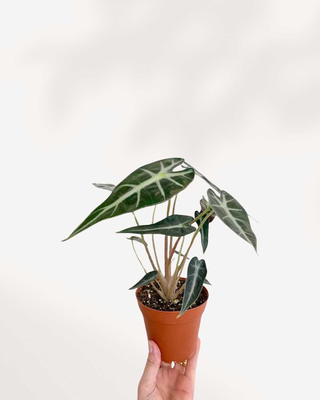 Alocasia Bambino – A Compact Beauty with Bold Leaves