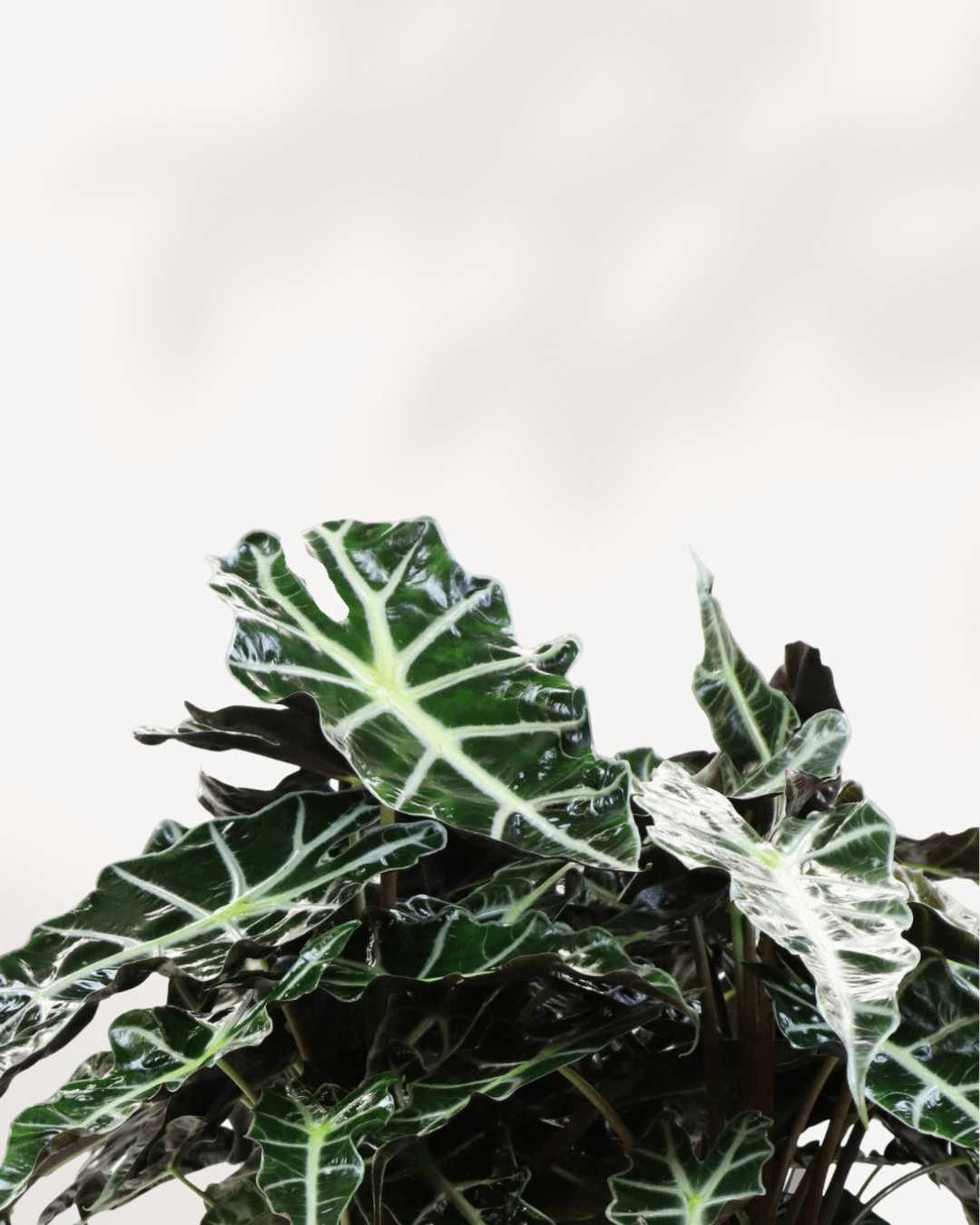 Alocasia Polly - Alocasia Amazonica