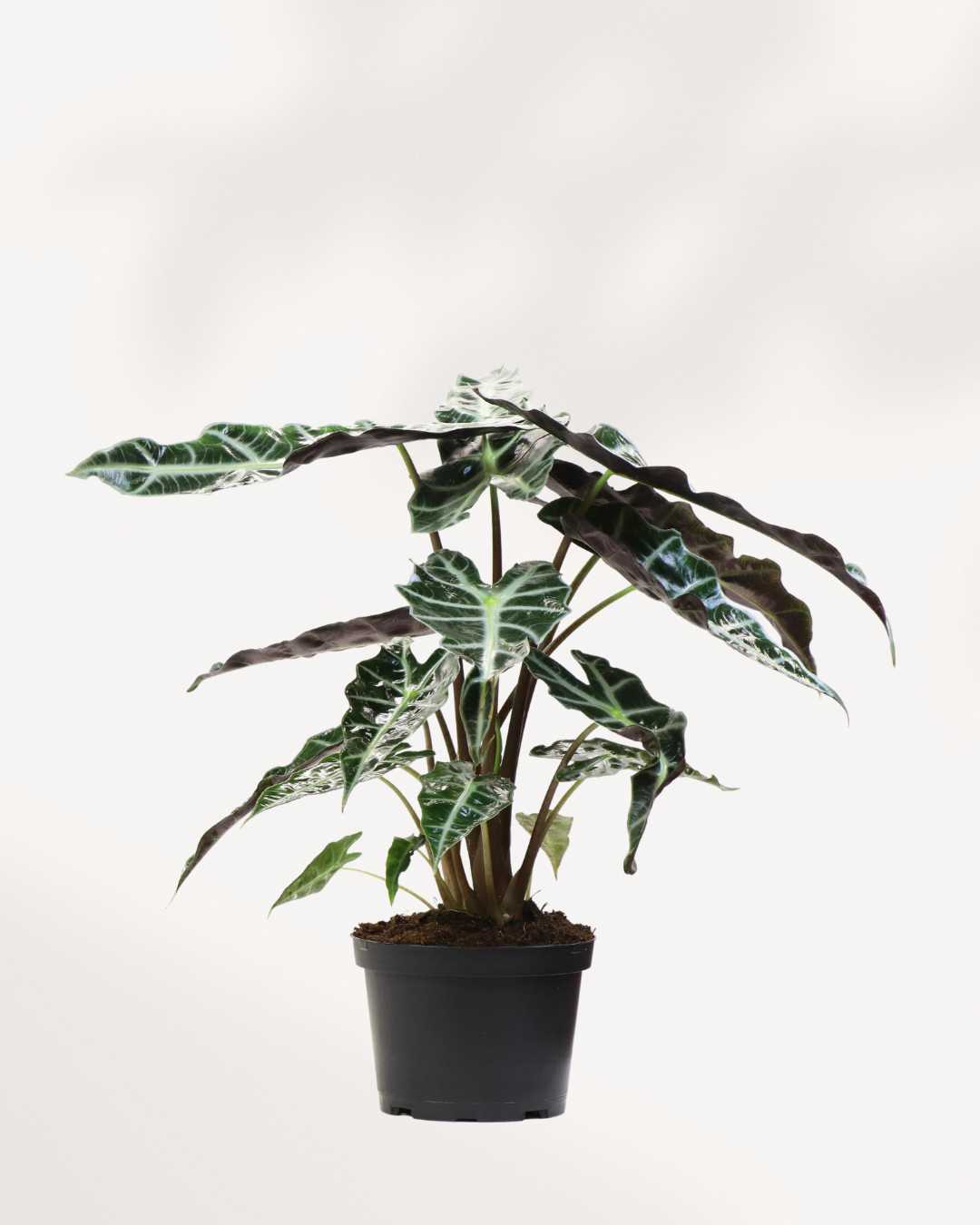 Alocasia Polly - Alocasia Amazonica