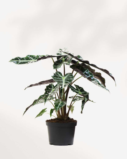Alocasia Polly - Alocasia Amazonica